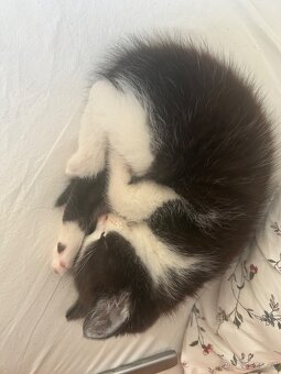 Daruji koťátka - 3