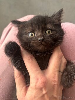 Daruji koťátka - 3