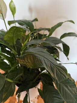 Spathiphyllum – Toulcovku (Lilie míru) - 3
