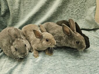 Zakrslý králíček - 3