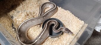 Krajta královská - 3