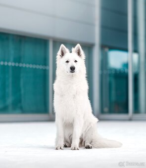 Bílý švýcarský ovčák - 3