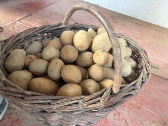 Sadbové brambory Antonie - 3