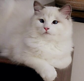 Ragdoll blue bicolor kocourek s pp - 3