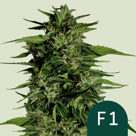 Hyperion F1 hybridní semínko zelené rostliny - 3
