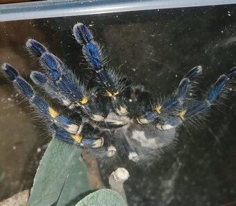 Poecilotheria Metallica 0.1 adult - 3