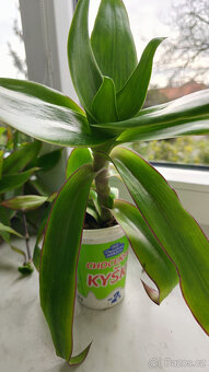 léčivá KALÍSIE vonná, Aloe, Rýmovník - 3
