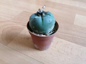 Sbírka 7 kaktusů kaktusy Lophophora a Astrophytum Mexiko USA - 3