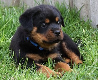 Rotvajler štěně - pejsek, Rottweiler štěně pejsek - 3
