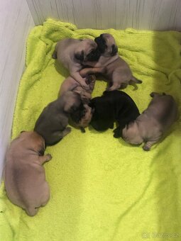 Mops štěňátka - 3
