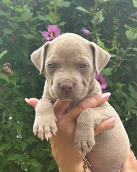 American Bully XL s PP - 3