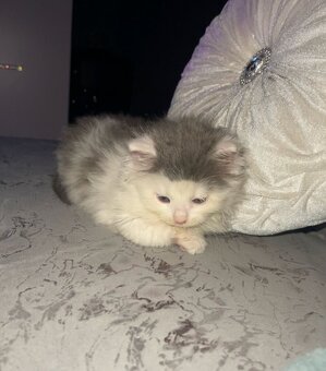 Ragdoll koťátko - 3