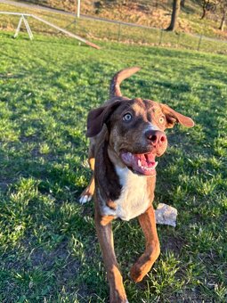 Daruji rok staré štěně křížence Catahouli x Pittbula - 3