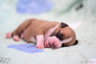 Americký stafordširský teriér s PP - 3