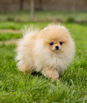 Pomeranian s PP - 3