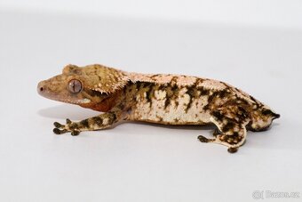 Pagekon řasnatý / ciliatus - sameček - 3