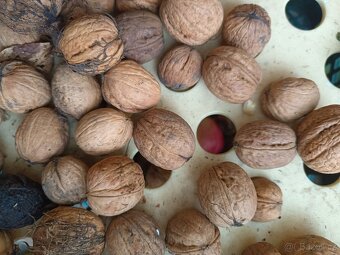 Ořechy polopapíráky Jádra perfektní chutná velká čerstvá 99K - 3