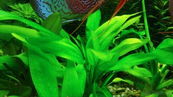 Rostlin od Terčovců že 30.st bez hnojiv a co2 - 3