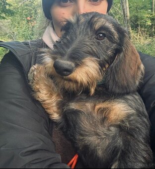 Jezevčík standard drsnosrstý s PP - 3