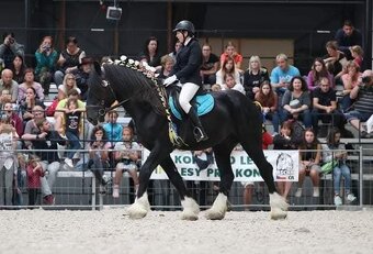 Shire horse hřebec - 3