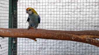 Rosela žlutohlavá - 3