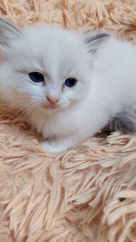 Poslední koťátko Ragdoll k REZERVACI - 3