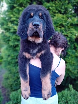 Tibetská doga štěňátka s PP - 3