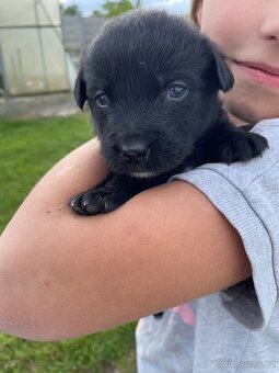 Border kolie x Labrador - 3