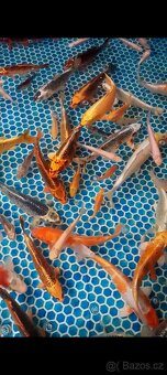 Koi Kapři - 3