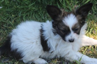 Papillon pejsek s PP - 3