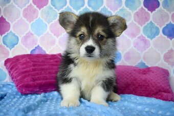 Welsh Corgi Pembroke s PP - 3