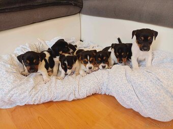 Jack russell - 3