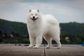 Samojed s PP - 3
