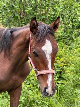 Roční hřebeček do pony sportu - 3