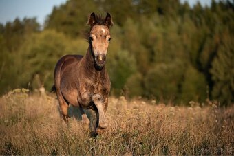 Klisna Welsh pony of cob type - 3