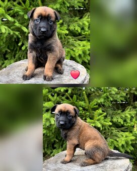 Belgický ovčák Malinois s PP po Edward Ad-Gür - 3