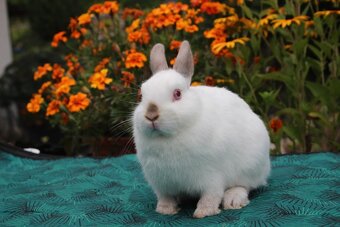 Zakrslý králíček samička mazlík - 3
