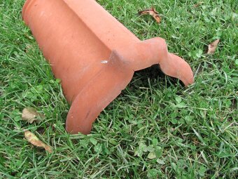 Hřebenáče / 8ks - 3