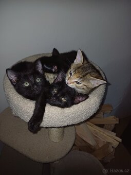 Daruji koťátko - 3