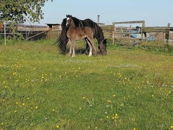 Plemenný hřebec wmp - 3