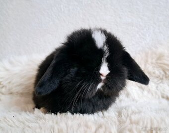 🩵Luxusní mazlíčci minilop 🩷 - 3