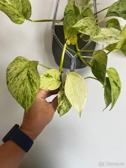 Pothos snow queen, pokojovka - 3