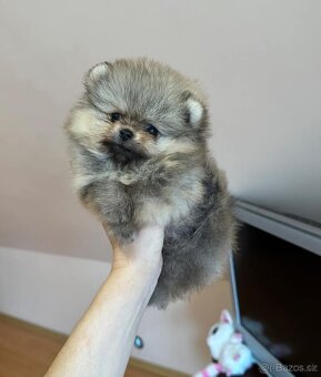 Pomeranian mini - 3