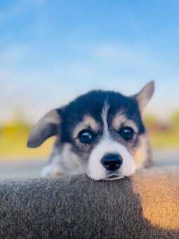 Welsh corgi pembroke s PP (FCI) - 3