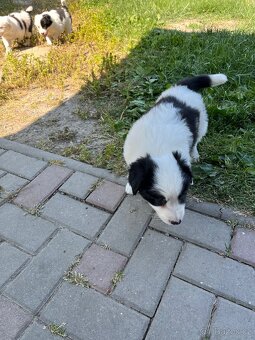 Border Kolie - 3