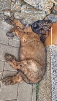 Briard s PP - 3