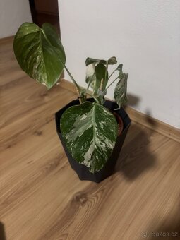 Pokojové rostliny - 3