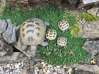 Želva stepní (testudo horsfieldii) - mláďata - 3