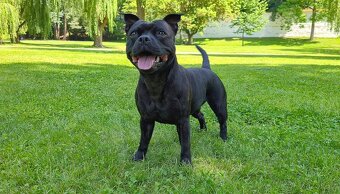 Stafordšírský bulteriér s PP - 3