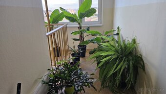 Prodej Banánovníků, Kapradí a Aloe Vera - 3